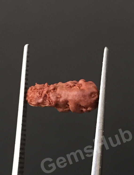 1 Face/Mukhi Certified Indonesian Rudraksha